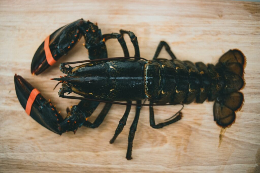 Do Lobsters Feel Pain When Boiled?